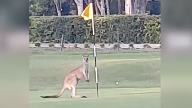 Watch: Kangaroo dances with flag on Australian golf course