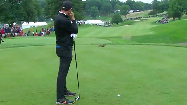 Rory McIlroy's swing interrupted by squirrel at Travelers Championship