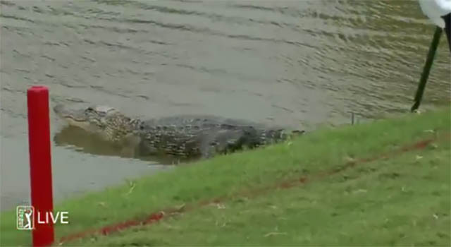 WATCH: Rickie Fowler takes on an alligator at Zurich Classic