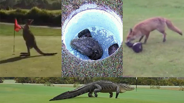 Best golf course animal encounters of 2015