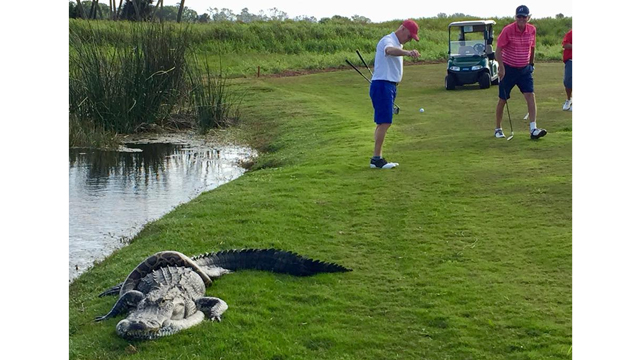 WATCH: Alligator, Burmese python battle on Florida golf course