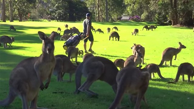 Top 9 animal encounters on the golf course in 2017
