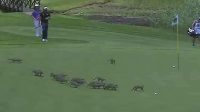 Watch pack of mongooses swarm green at European Tour event