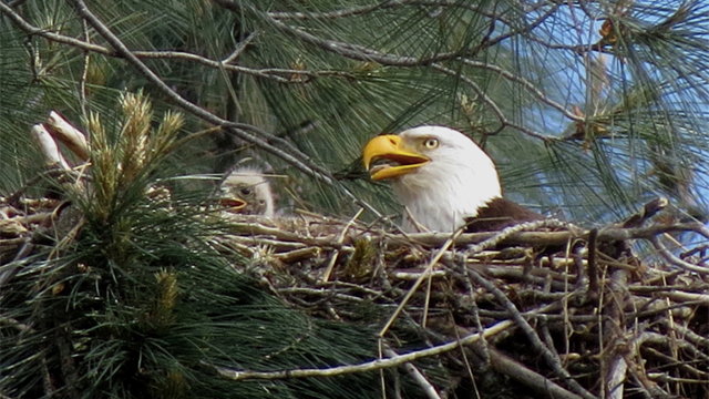 Two bald eagles hatched on golf course are named after golf terms
